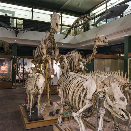 Easter Holiday Activities at the Zoology Museum & Library Gallery