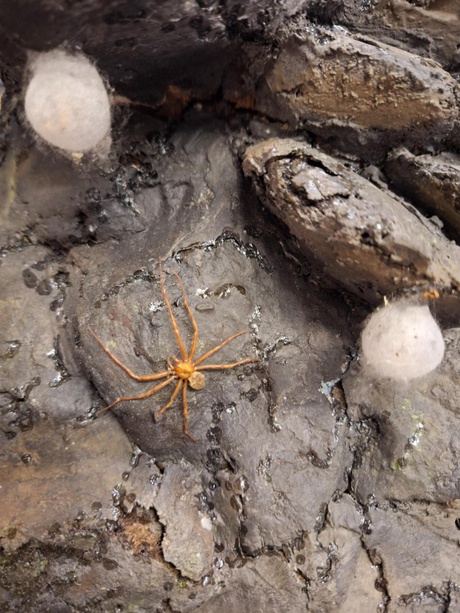 Spiders, Bats, Crows & Cats - A Gothic Zoology Tour
