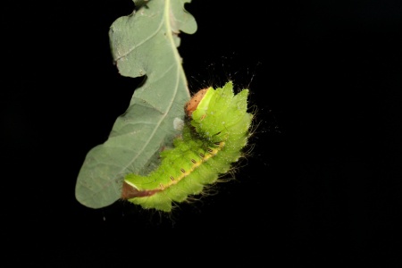 Asian silkworm