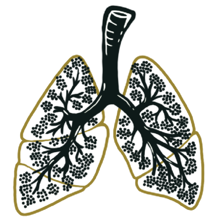 drawn image of lungs