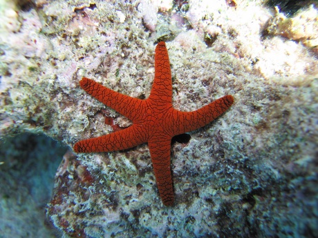 star fish