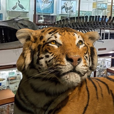 Zoology Museum Tour