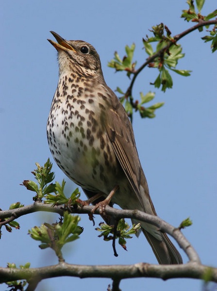 Listening to Birds: an anthropological investigation of bird sounds