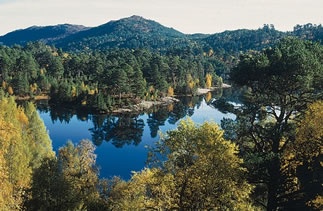 trees from Caledonian Forest