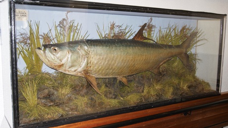 Altlantic tarpon, the big fish on the wall on the stairs in Zoology