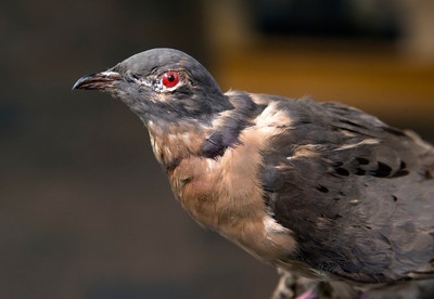 Photograph of the head of an extinct passenger pigeon
