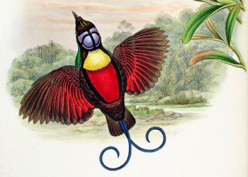 Fine Feathers Family Fun