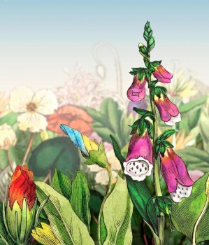 Pharmacopoeia poster