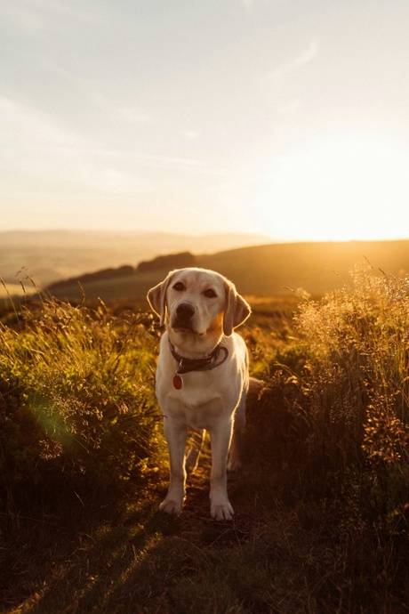 Labrador on sandy path between leafy plants
