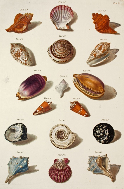 Collections Close-up BWS 2016