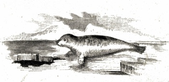 Fauna of the Floes Family Fun