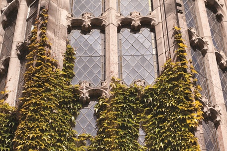 The decorative front windows of New King's building, with elaborate carving, latticed windows, and green Virginia Creeper climbing up the stonework.