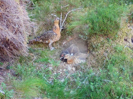 Capercaillies and a nest