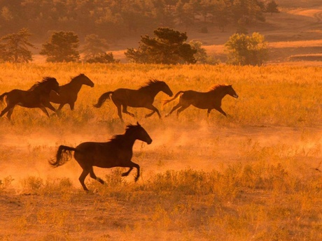 Wild horses