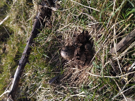 Lapwing chick in nest
