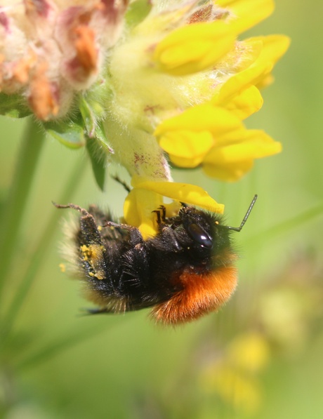 Moss carder bee