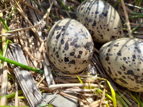 Oystercatcher egg hatching