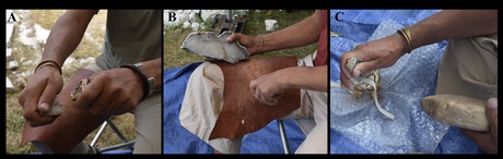 Figure 1: Example of the activities carried out in the archaeological experiments. A&mdash;C: percussive activities reproduced in this work: A) retouching quartz; B) knapping flint; C) tooth as an anvil with quartz flake (Sanz-Royo et