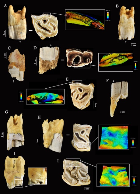 Example of the modifications documented on rhinoceros teeth during the archaeological experiments and 3D reproductions with confocal microscope (3D = three dimensional) (Sanz-Royo et al., 2026).