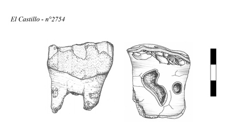 Drawing of the traces observed on #2754 teeth from El Castillo Cave (drawings by Sophie Gu&eacute;gan, Sanz-Royo et al., 2026).