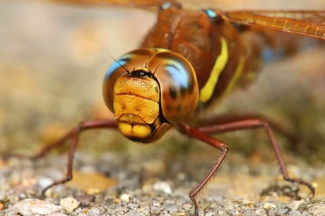 close-up image of an adult dragonfly