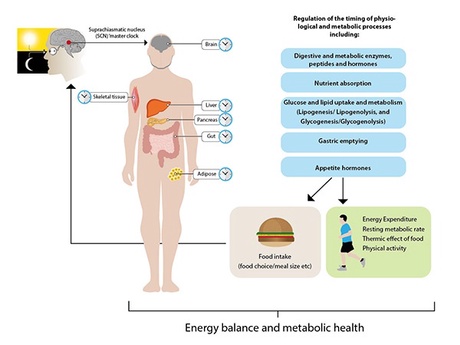 Circadian Rhythm explainer