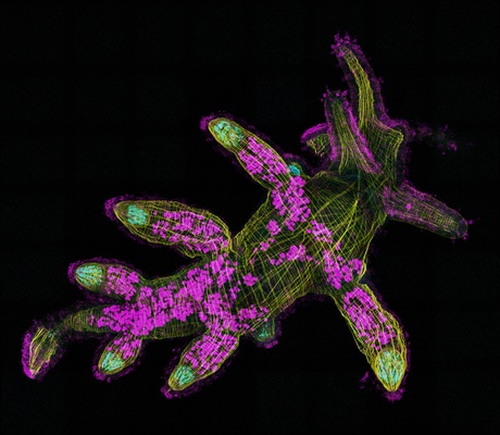 a fluorescent microscopy image of a juvenile sea slug (Berghia stephanieae).