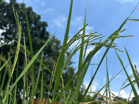 Rice plants