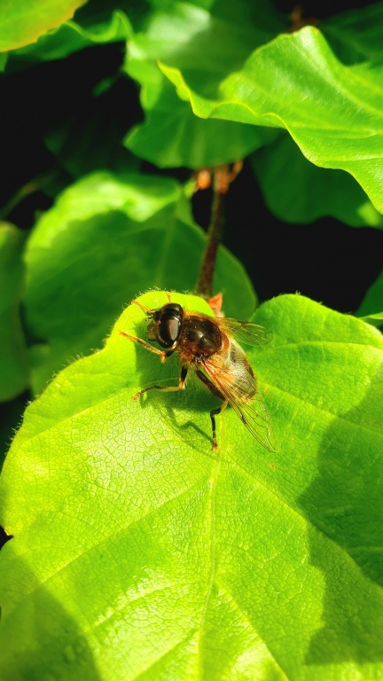 Eristalis pertinax