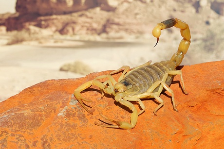Scorpion