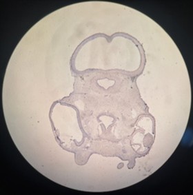 Microscopic image of a stained cross-section of a chicken embryo