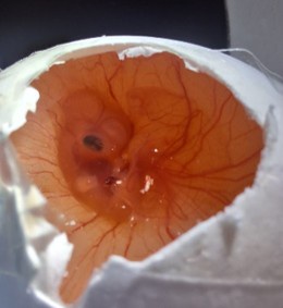Close-up image of an incubated chicken embryo
