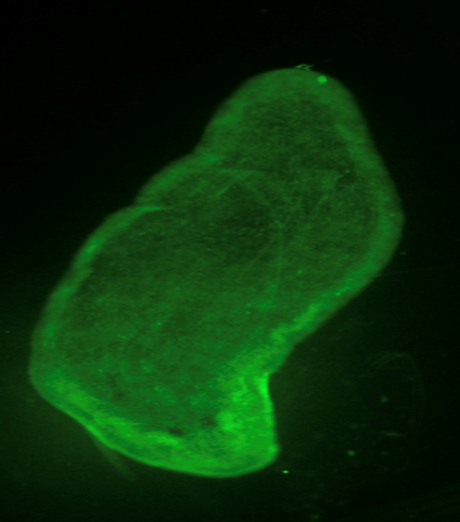 Microscopy image of a planarian
