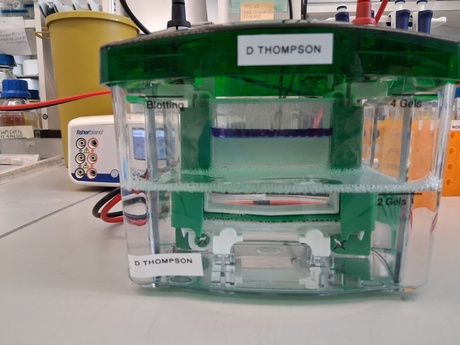 Equipment in a lab used to investigate the prostaglandin f receptor