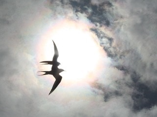 Arctic Terns&rsquo;, David Dunford/geograph.org.uk/ CC BY-SA 2.0