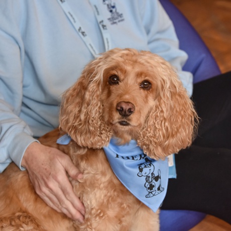 Image of therapy dog