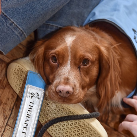 Image of therapy dog