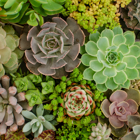image of a variety of succulents