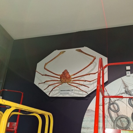 Spider Crab Exhibition
