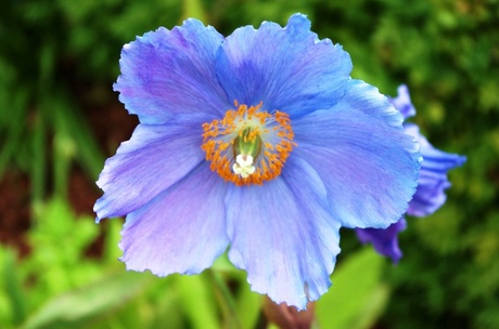 Meconopsis flower