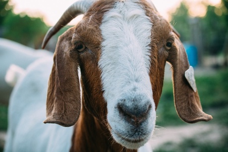 Goat