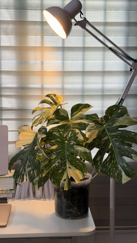 Houseplant with desk lamp behind it