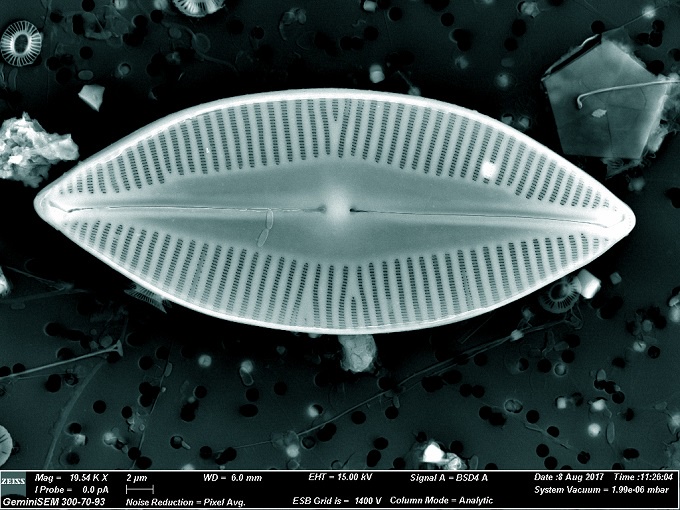 A diatom