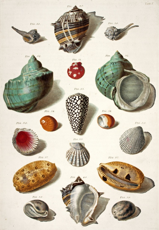 Illustration showing different shells