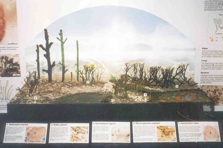 Close-up of the diorama showing life-size models of Asteroxylon, Nothia, Horneophyton, Rhynia and Aglaophyton.