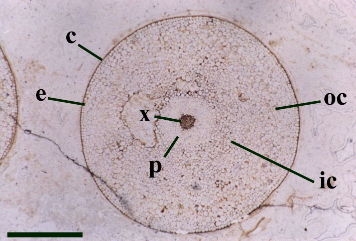 Transverse section through an axis of Aglaophyton showing the cuticle (c), epidermis (e), outer cortex (oc), inner cortex (ic), phloem (p) and xylem strand (x) (scale bar = 2mm).