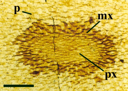 A slightly oblique cross-section through the 'vascular tissue' of Aglaophyton. The phloem (p) surrounds the central xylem strand which shows the smaller, thin-walled protoxylem cells (px) surrounded by larger thicker-walled metaxylem cells (mx) (scale bar = 250μm).