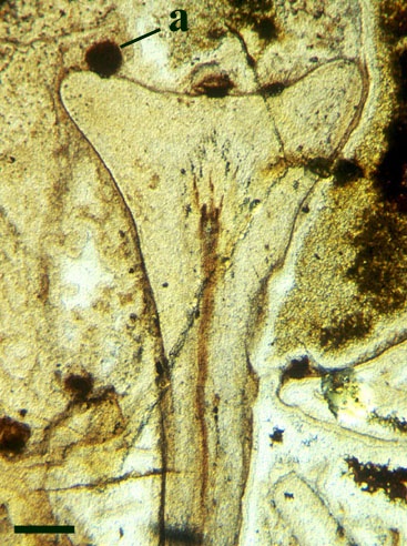 Longitudinal section of the male gametophyte Lyonophyton rhyniensis bearing antheridia (a). (scale bar = 1mm) (Copyright owned by University of Münster).