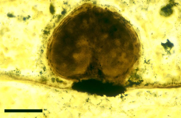 A close up of an antheridium on the male gametophyte Lyonophyton rhyniensis (scale bar = 250μm) (Copyright owned by University of Münster).