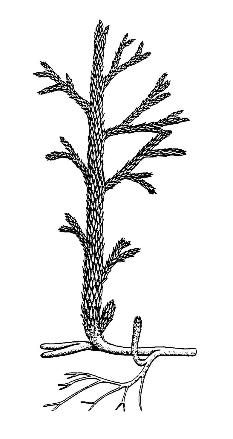 Reconstruction of Asteroxylon mackiei (after Kidston & Lang 1921a).